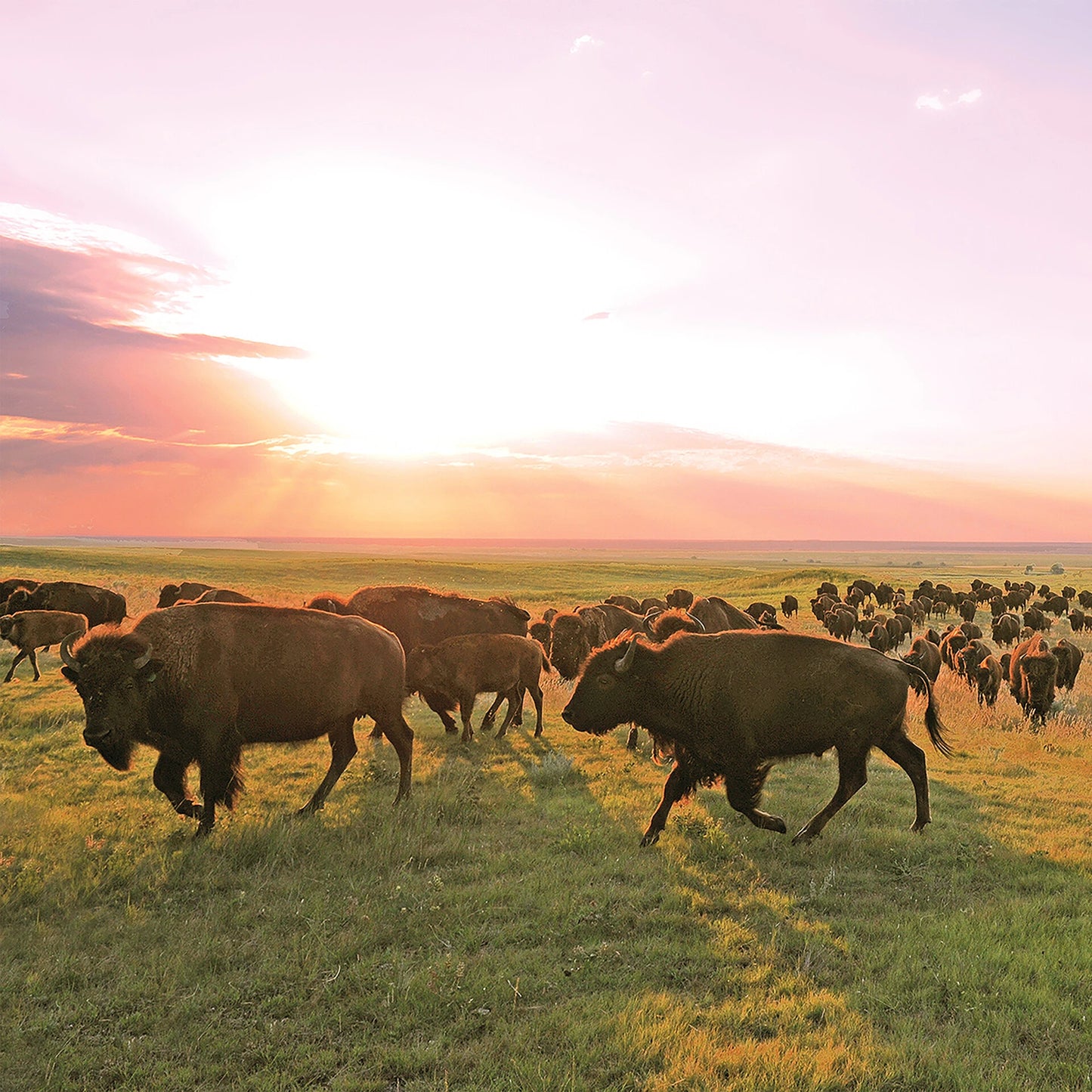 Bison Sticks Variety Pack - US 0314