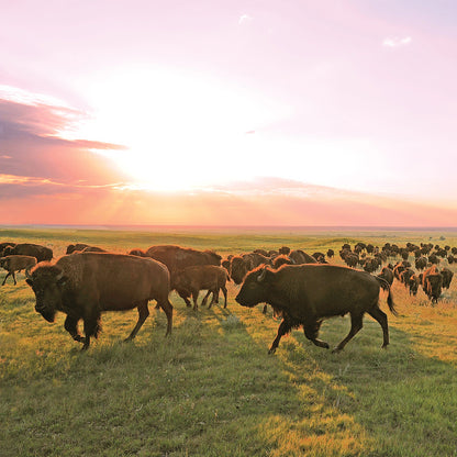 Bison Sticks Variety Pack - US 0314